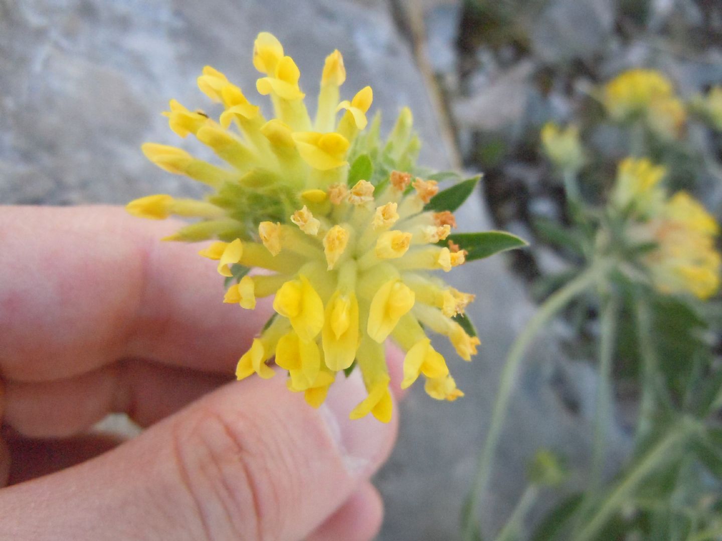 Anthyllis vulneraria / Vulneraria comune